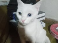 ÜCRETSİZ YAVRU VE ANNE ANKARA KEDİSİ DİŞİ