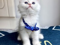 Kaliteli Silver White British Longhair Bebekler