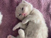 30 günlük scottish fold yavrular sütten kesilince