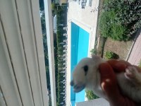 Safkan cüce tavşanlar