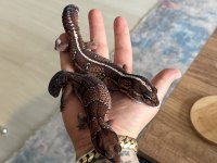 Afridan Fat Tailed Gecko