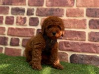 Tüy Dökmez Koku Yapmaz Toy Poodle