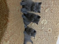 BEBEK KEDİLER YENİ YUVALARINI ARIYOR
