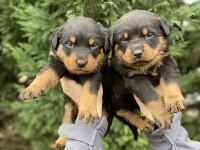 40 günlük koca kafa rottweiler yavrular