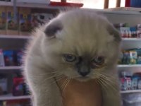 BİZE DANIŞMADAN YAVRU KEDİ SAHİPLENMEYİNİZ