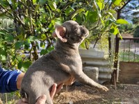 Blue Dişi French Bulldog Yavrumuz