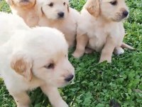 ORİJİNAL GOLDEN RETRİEVER BEBEKLERİMİZ