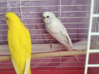 Acil muhabbet kuşlar