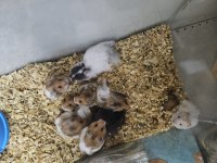 Suriye Hamster Dişi Erkek Karışık