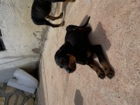 2,5 Aylık Erkek Doberman