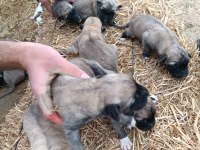 Yeni doğmuş Kangal yavruları
