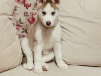 Safkan Husky Yavruları