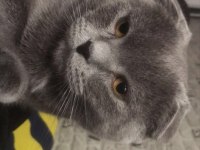 7 aylık scottish fold