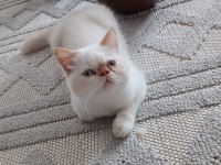 Show Kalite Irk Garantili Exotic Shorthair Bebeğimiz