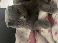 British Shorthair Kedimiz Sahiplendirilecektir