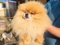 Mini Pomeranian Boo Bebekler