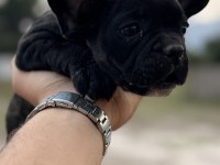 2 adet french bulldog bilgi almadan geçmeyin