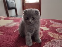 2 aylık scottish fold yavrularımıza yuva arıyoruz