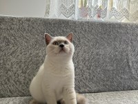 British shorthair yavrumuza yeni yuva arıyoruz