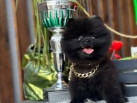 Bakanlık onaylı üretim çiftliğinden pomeranian