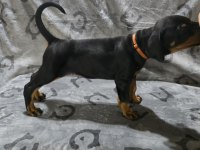 Teslime hazır doberman yavruları
