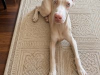 Albino Doberman Estetikli Aşıları Yapılı