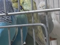 Muhabbet kusu