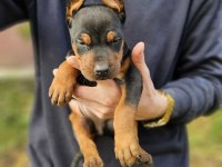 DOBERMAN BEBEKLERİ