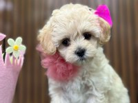 Poodle ayarında yavrular