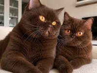 Nadir Özel Renk Chocolate British Shorthair Yavrular