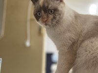 British blue point kedimiz sahiplendirilecektir