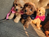 Anne altından mini maltipoo