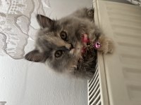 British longhair
