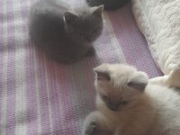 3 Tane Birbirinden Güzel Yavru Kediler