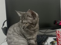 British Shorthair Anne ve Yavrusu