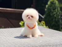Pomeranian boo yavru sağlık ve ırk garantili