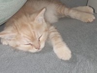 2 aylık erkek wc eğitimli british shorthair