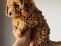 Orjinal toy poodle yavrular yeni yuvalarını arıyor