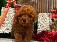 Anne Altından Tatlı Tadında Poodle Bebekleri