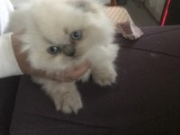 Scottish Fold Bebek