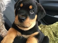 Sadık Rottweiler yavrular