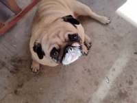 Kızanda dişi Pug sıfır Burun gül kuyruk
