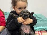 SAFKAN DEV ANNE BABA SIFIR HATA CANE CORSO
