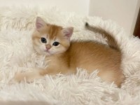 Muhteşem güzellikte golden shorthair yavrular