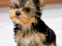 Tuvalet Eğitimi Tam Minik Yorkshire Terrier