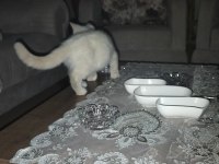 British shorthair 3 aylık kedim