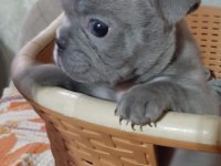 Egzotik renk french bulldog bebeklerimiz