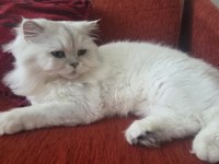 Kısır 2 yaşında erkek british longhair