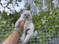 Blue point british shorthair bebekler
