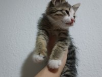 KEDİMİZE SICAK BİR YUVA ARIYORUZ